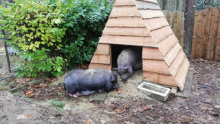 Petting zoo - Vodatent - Camping Swinnenbos - Molenstede - Flemish Brabant - Belgium