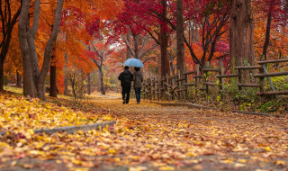 Senderismo en un bosque otoñal - Vodatent - Camping Swinnenbos - Molenstede - Brabante Flamenco - Bélgica