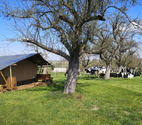 Tienda Safari con árbol y césped - Voda-Tent - Minicamping MiO - Lichtenau - Hesse - Alemania
