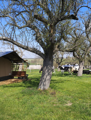 Safari tent with tree and lawn - Vodatent - Minicamping MiO - Lichtenau - Hesse - Germany