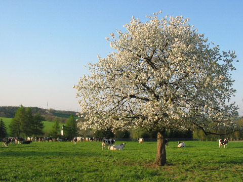 Vista su un prato con mucche e alberi in fiore - Vodatent - Minicamping MiO - Lichtenau - Assia - Germania