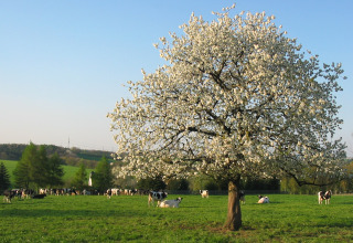 Vue sur une prairie avec des vaches et un arbre en fleurs - Vodatent - Minicamping MiO - Lichtenau - Hesse - Allemagne