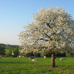 Blick auf Wiese mit Kühen und blühendem Baum - Vodatent - Minicamping MiO - Lichtenau - Hessen - Deutschland