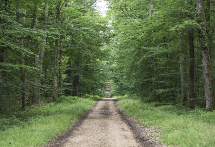 Árboles y ruta de senderismo en Forêt de Tronçais, Auvernia, Francia