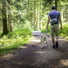 Un homme promène son chien dans la forêt