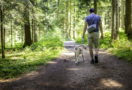 Hombre pasea a su perro por el bosque