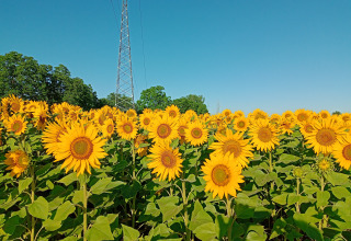 Sunflower fields - Vodatent - Camping la Cour d_Enchère - Saint-Palais - Auvergne-Rhone-Alpes - France