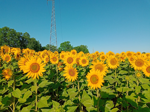 Campos de girasoles - Vodatent - Camping la Cour d_Enchère - Saint-Palais - Auvernia-Ródano-Alpes - Francia
