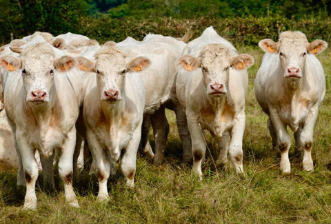 Vacas - Vodatent - Camping la Cour d_Enchère - Saint-Palais - Auvernia-Ródano-Alpes - Francia