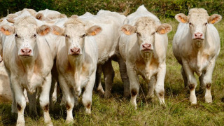 Kühe - Vodatent - Camping la Cour d_Enchère - Saint-Palais - Auvergne-Rhone-Alpes - Frankreich