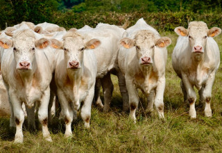 Een kudde witte runderen graast op een veld bij Camping la Cour d'Enchère in Auvergne-Rhône-Alpes, Frankrijk.