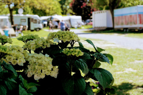Hortensia i baggrunden oversigt campingplads - Vodatent - Camping Catsop - Elsloo - Limburg - Holland
