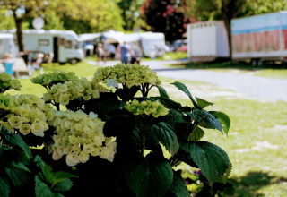 Hortensia i baggrunden oversigt campingplads - Vodatent - Camping Catsop - Elsloo - Limburg - Holland