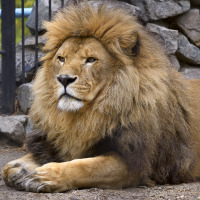 León africano en el zoo