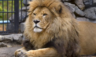 León africano en el zoo