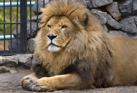 African Lion in zoo
