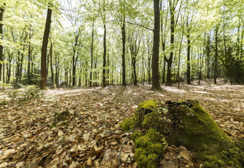 Foto de un bosque soleado con altos árboles, hojas secas y un tocón cubierto de musgo cerca de una cabaña.