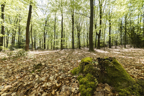Photo d'une forêt ensoleillée, arbres élancés, feuilles mortes et une souche moussue près d'un lodge.