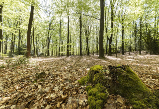 Foto de un bosque soleado con altos árboles, hojas secas y un tocón cubierto de musgo cerca de una cabaña.