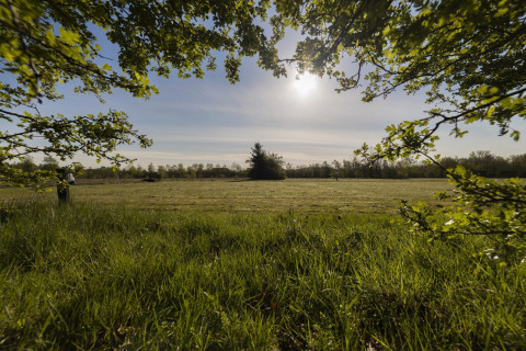 Sunny field view at a lodge, framed by green tree branches, with blue sky and sunlight in the distance.