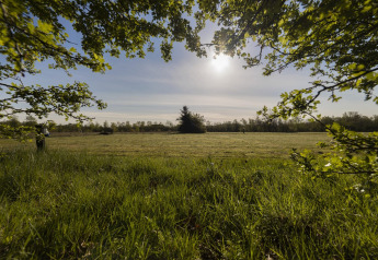 Vista de un campo soleado junto a un lodge, enmarcado por ramas verdes y cielo azul en el horizonte.