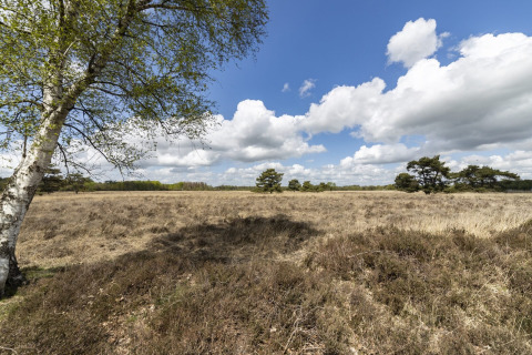 Zicht op een open heide met verspreide bomen en blauwe lucht bij een lodge op een zonnige dag.