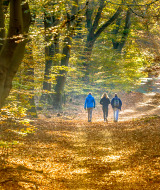 Trois personnes se promènent dans une forêt d'automne
