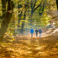 Tres personas caminan por un bosque otoñal