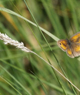 Sommerfugl