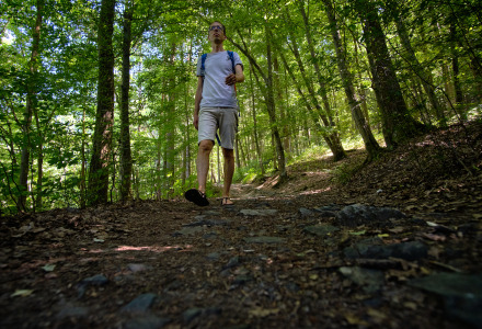 Un excursionista camina por el bosque