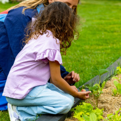 Menschen im Gemüsegarten - Sommerlicht - Balkbrug, Overijssel, Niederlande