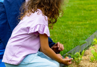 Gente en la huerta - Luz de verano - Balkbrug, Overijssel, Países Bajos