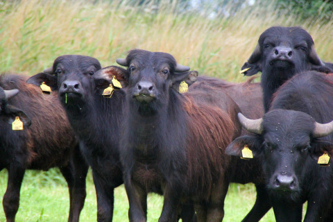 Water buffaloes - Vodatent - Water buffalo farm - Oldemarkt - Overijssel - Netherlands