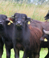 Wasserbüffel - Vodatent - Wasserbüffelhof - Oldemarkt - Overijssel - Niederlande