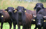 Water buffaloes - Vodatent - Water buffalo farm - Oldemarkt - Overijssel - Netherlands
