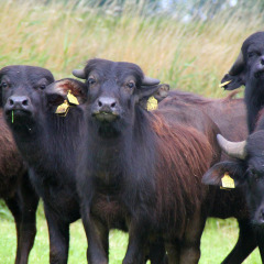 Búfalos de agua - Vodatent - Granja de búfalos de agua - Oldemarkt - Overijssel - Países Bajos