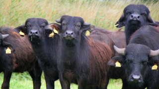 Búfalos de agua - Vodatent - Granja de búfalos de agua - Oldemarkt - Overijssel - Países Bajos