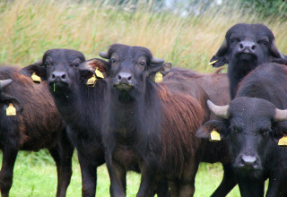 Buffles d'eau - Vodatent - Ferme des buffles d'eau - Oldemarkt - Overijssel - Pays-Bas