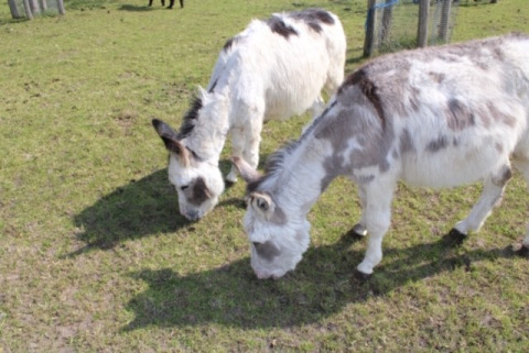 Twee ezels grazen op een groen veld bij Camping de Waterbuffelfarm in Overijssel, Nederland.