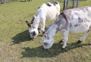 Donkeys - Vodatent - Water buffalo farm - Oldemarkt - Overijssel - Netherlands