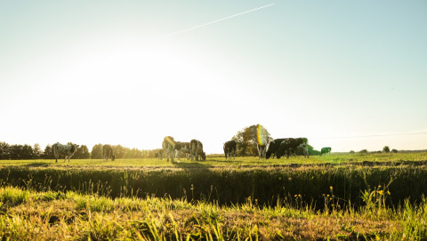 View on meadow - Vodatent - Vakantiepark de Toffe Peer - Ruinerwold - Drenthe - Netherlands