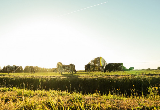 Uitzicht op weide - Vodatent - Vakantiepark de Toffe Peer - Ruinerwold - Drenthe - Nederland