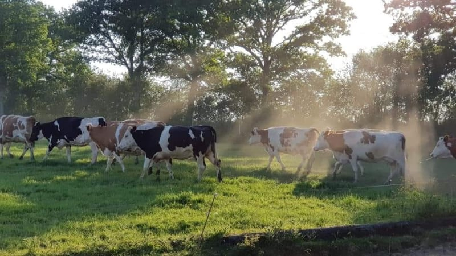 Koeien grazen in het zonlicht bij de safaritent van Glamping des 2 Marguerites in Frankrijk, groene wei.