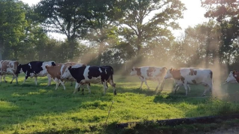 Vacas pastando bajo el sol cerca de la tienda safari en Glamping des 2 Marguerites en Francia, campo verde.