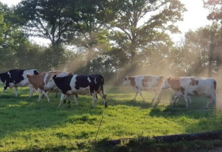 Koeien grazen in het zonlicht bij de safaritent van Glamping des 2 Marguerites in Frankrijk, groene wei.