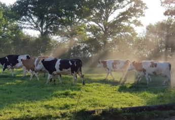 Vacas pastando bajo el sol cerca de la tienda safari en Glamping des 2 Marguerites en Francia, campo verde.