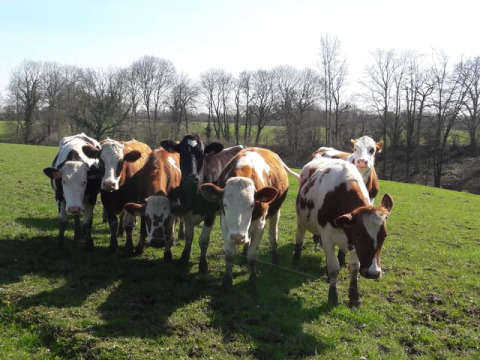 Un grupo de vacas está de pie en un campo verde cerca de la tienda safari en Glamping des 2 Marguerites, Francia.