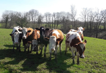 Un gruppo di mucche in un prato verde vicino alla tenda safari presso Glamping des 2 Marguerites in Francia.