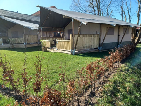 Safari-Zelt auf dem Camping de Noorde in den Niederlanden mit Rasen und kleinen Büschen im Vordergrund.