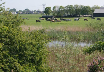 Vista desde la tienda safari en Camping de Noorde, Países Bajos, con vacas pastando en un campo verde.